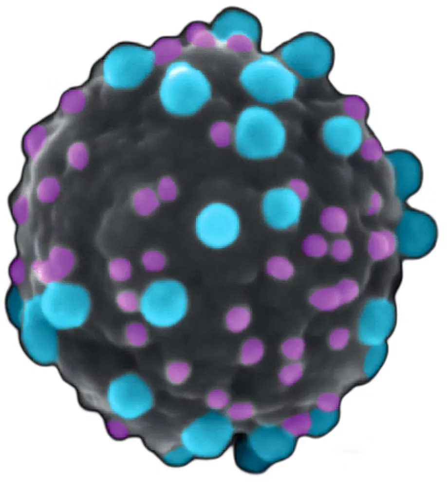 Nanomedx nanocarrier particle